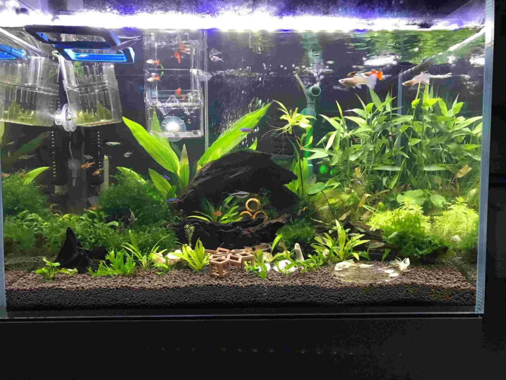 Peristaltic Pump for Fish Tank