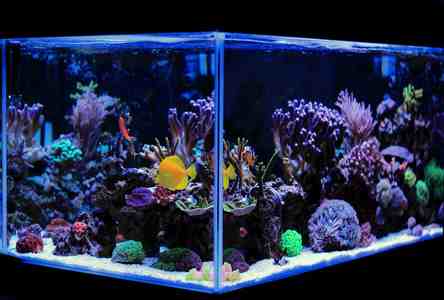 aquarium auto top off